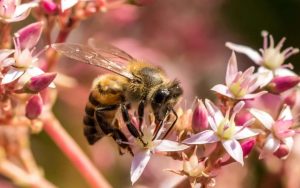 bee on a flower