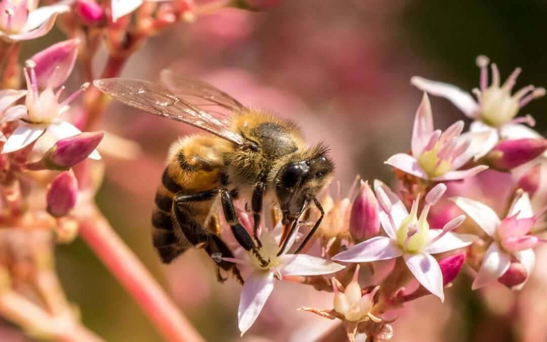 bee on a flower