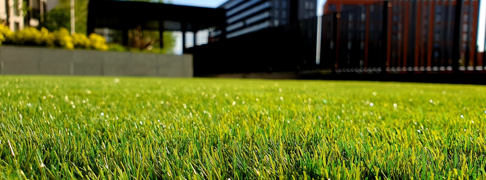 close up of green grass