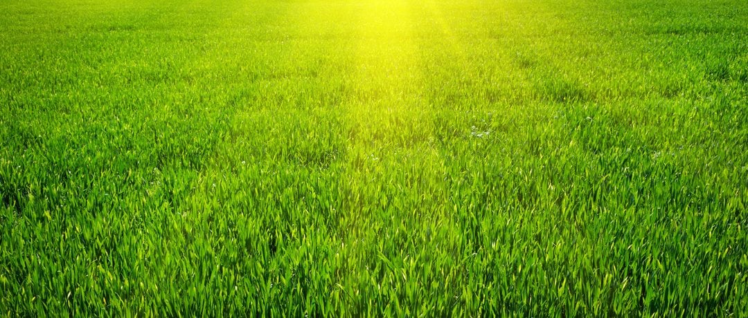 grass with sunlight