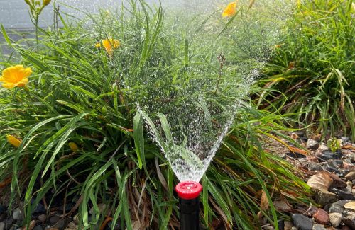 sprinkler watering yellow flowers