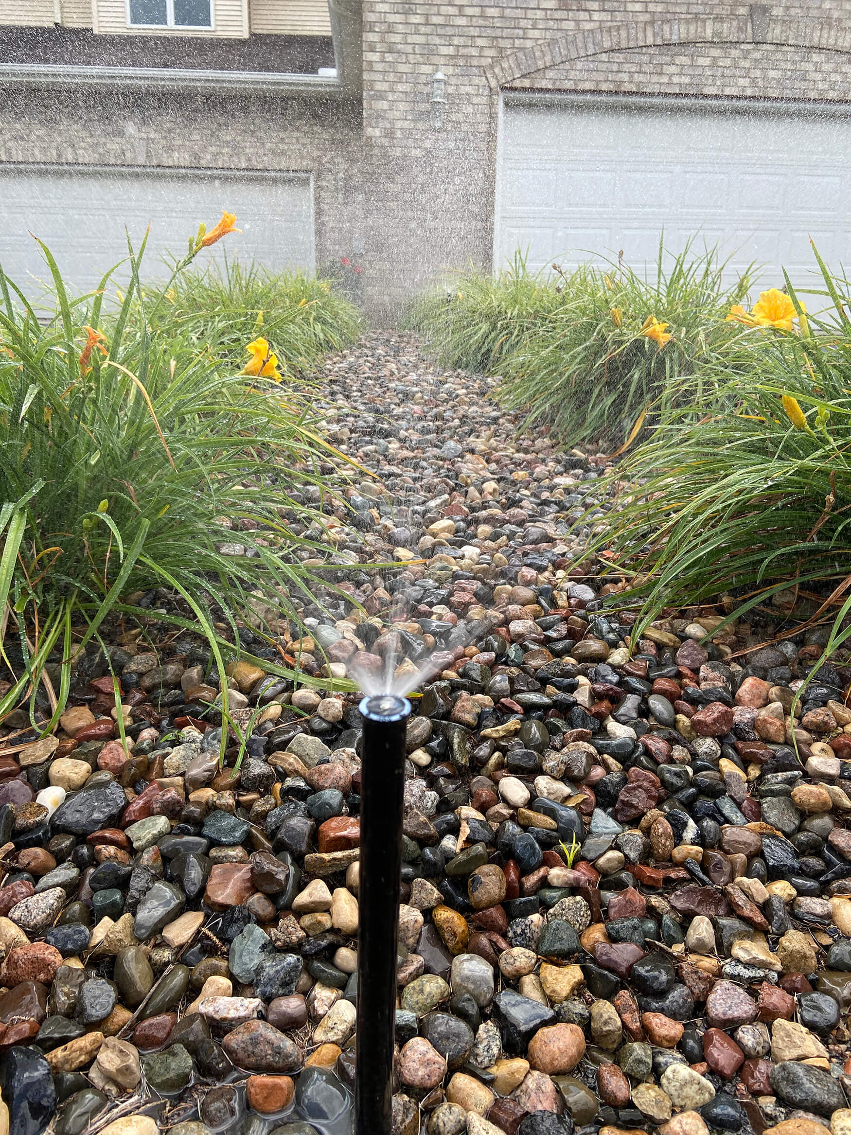 Sprinkler watering yellow flowers