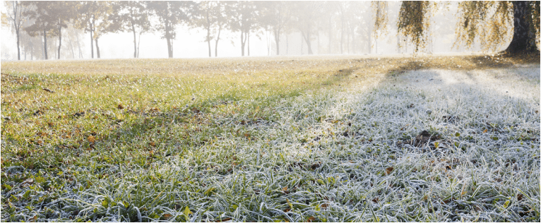morning frost on grass