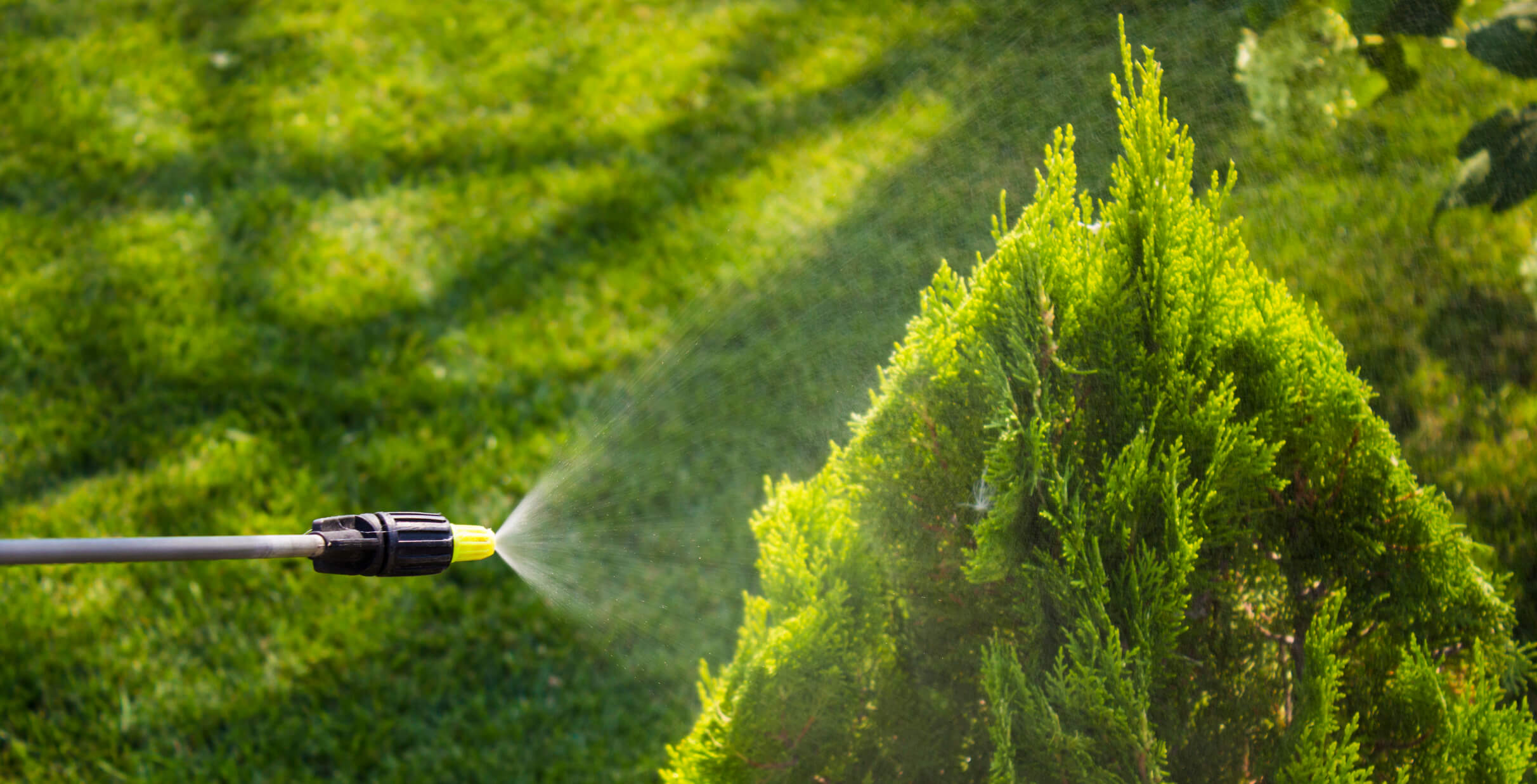 spraying bushes
