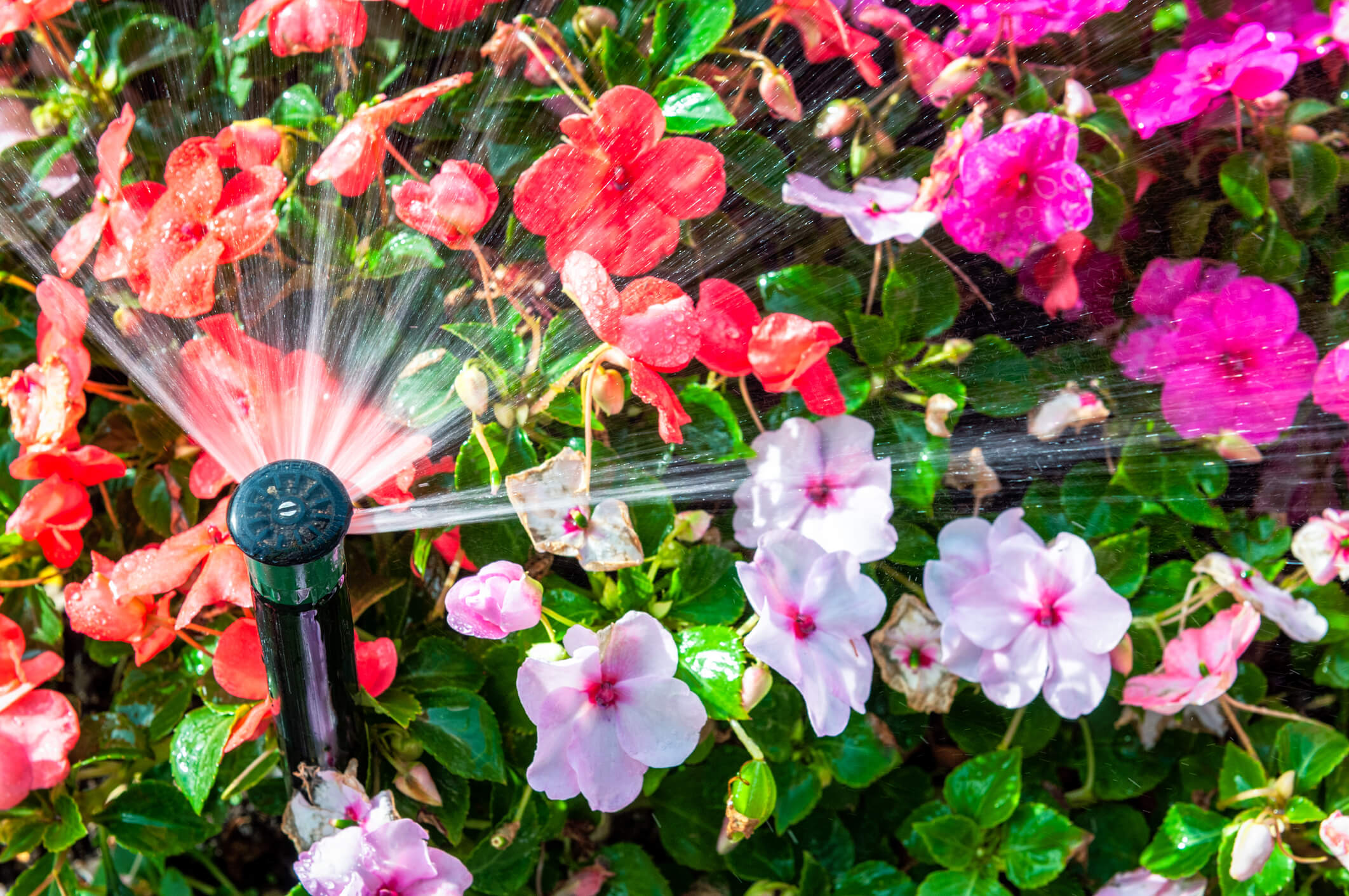 sprinkler watering flowers