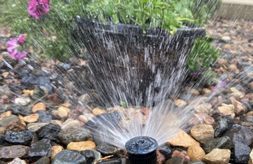 Sprinkler watering purple flowers