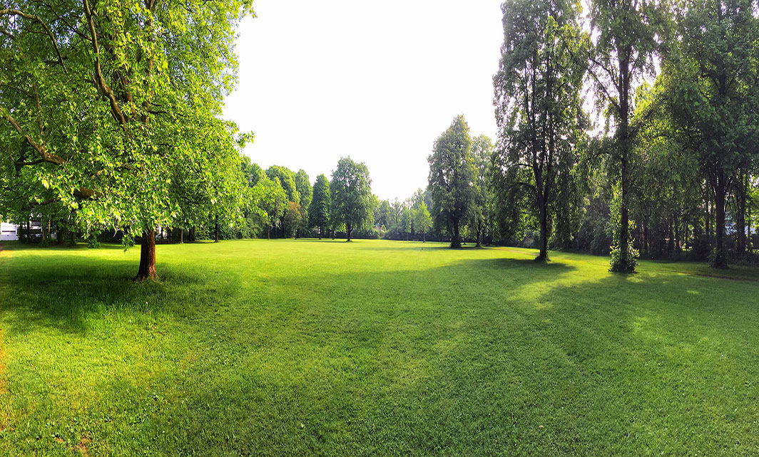 freshly mowed lawn