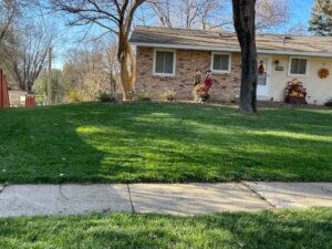 Lawn Renovation After