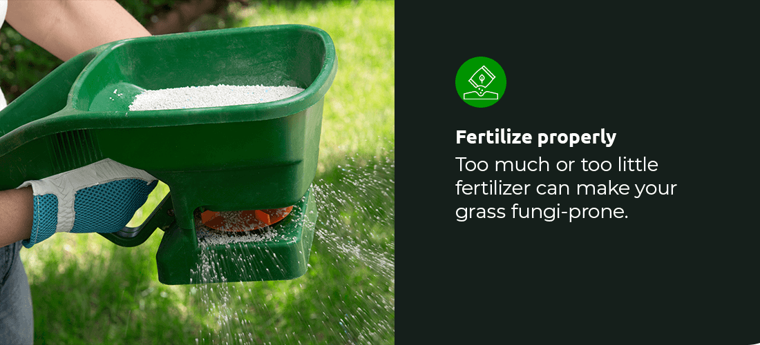 Too much or too little fertilizer can make your grass fungi-prone