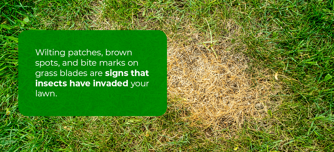 signs that insects have invaded your lawn