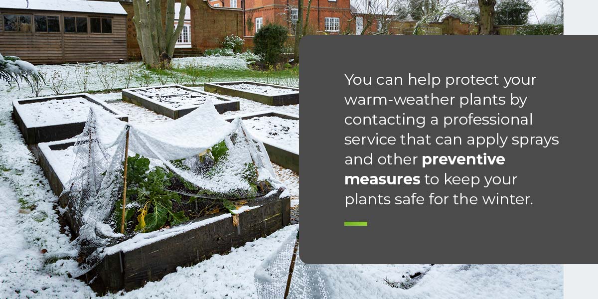 Contact professionals to protect plants from winter