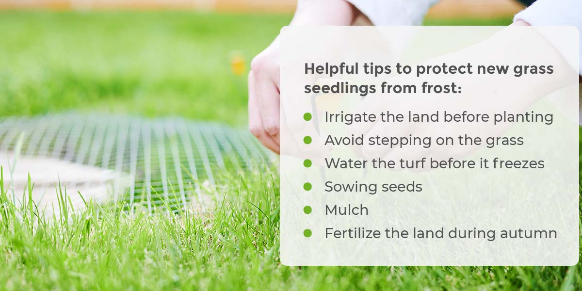 Helpful tips to protect new grass seedlings from frost