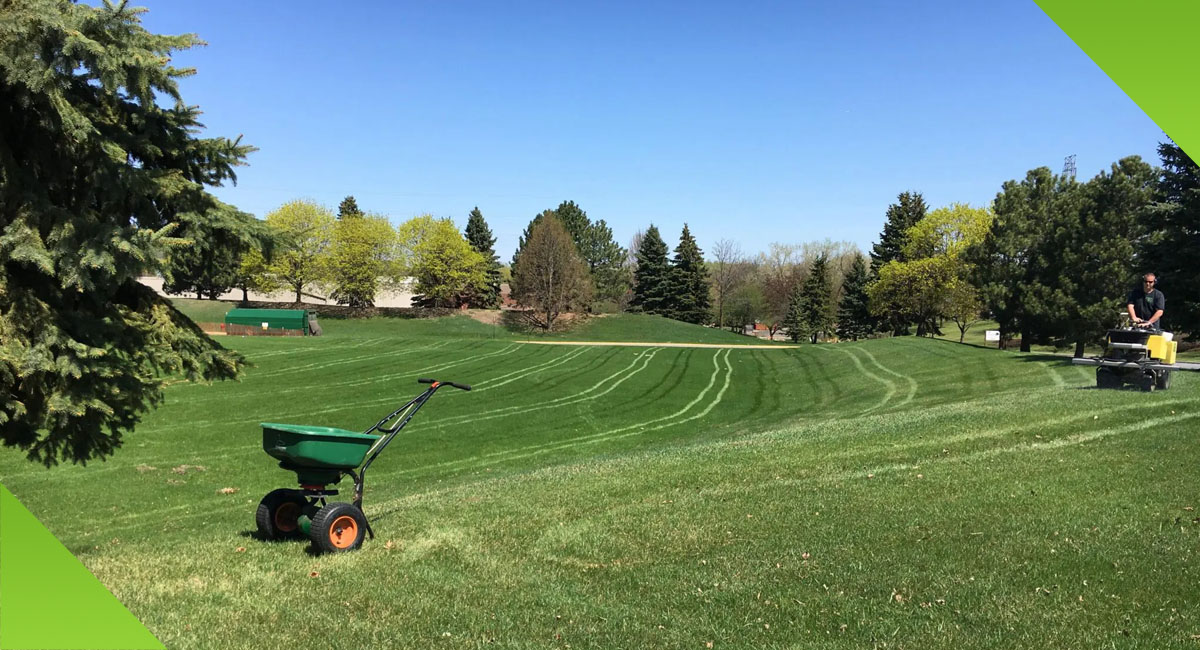 Freshly fertilized grass