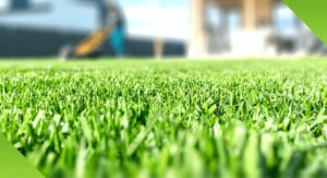 Green grass closeup